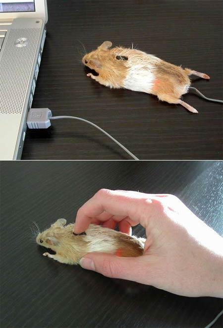 Image:mouse.JPG