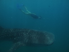 Image:WhaleShark copy.jpg